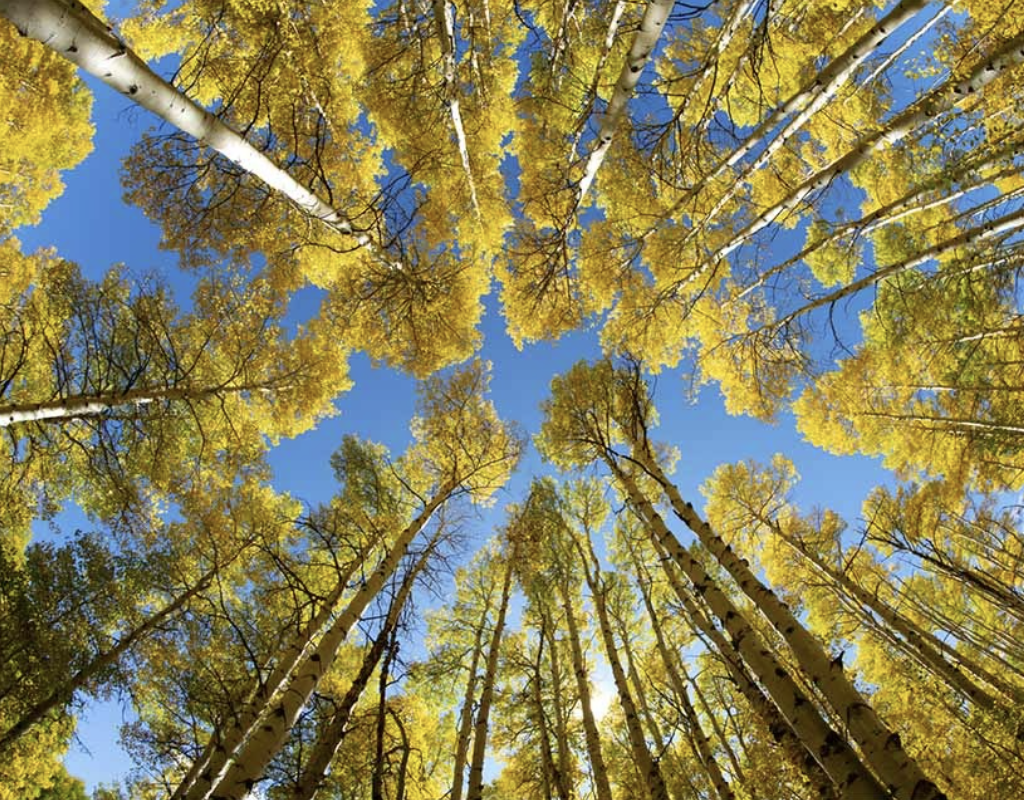 capture d’écran 2026 02 18 à 10.52.52